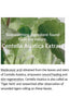 mixsoon Centella Asiatica Essence 3.38 fl oz / 100ml - Palace Beauty Galleria