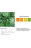 BRING GREEN Artemisia Calming Balance Toner 510Ml (Big Size) - Palace Beauty Galleria